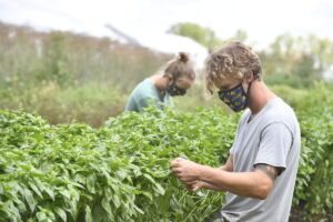 WVU to celebrate organic farming with field day
